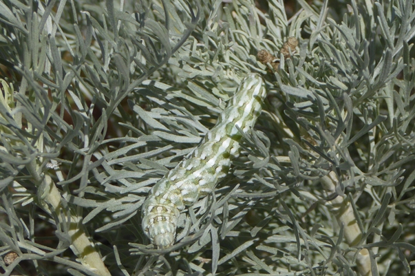 Cucullia (Cucullia) hartigi, Noctuidae